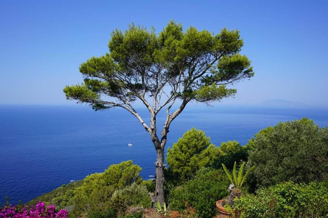 Bb La Guardiia Bed & Breakfast Anacapri  Exterior photo